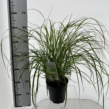 Pennisetum alopecuroides 'Viridescens'