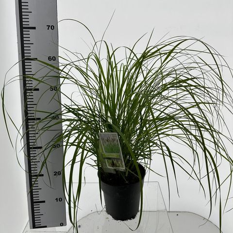 Pennisetum alopecuroides 'Viridescens'