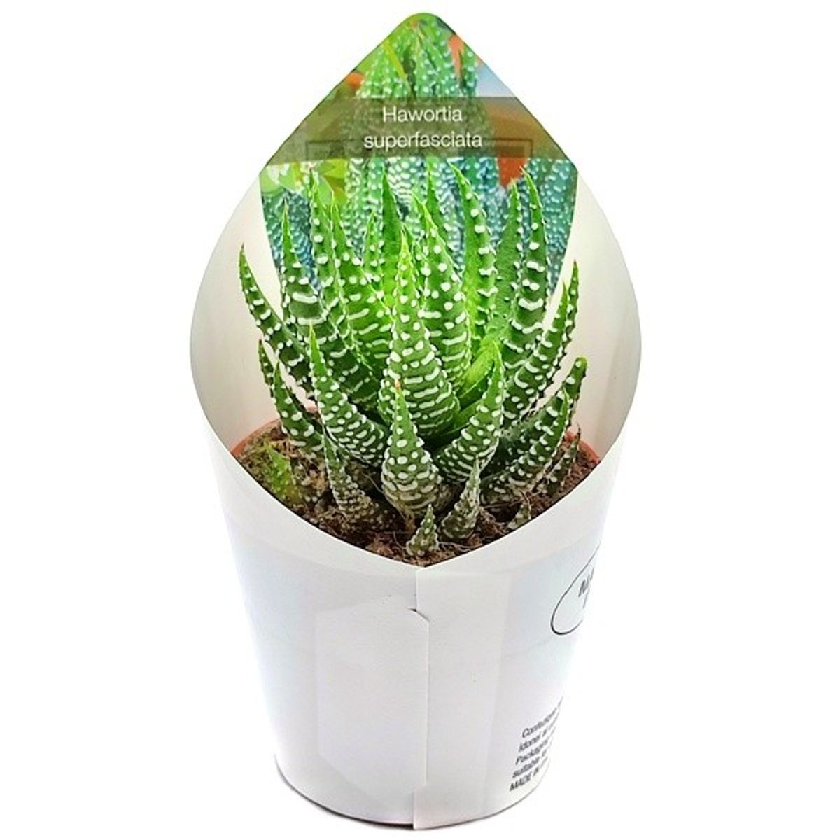 Haworthia Fasciata – Piccola Pianta In Vaso Da 5,5 Cm - Foto 10