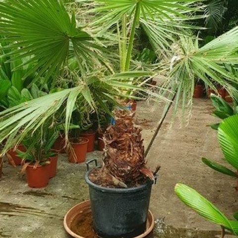 Washingtonia robusta — Plant Wholesale FlorAccess