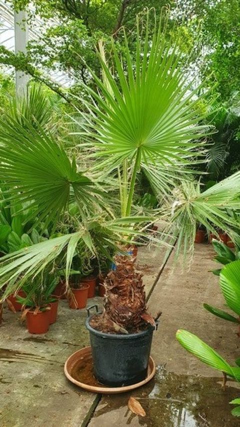 Washingtonia robusta