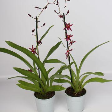 Oncidium 'Mieke von Holm'