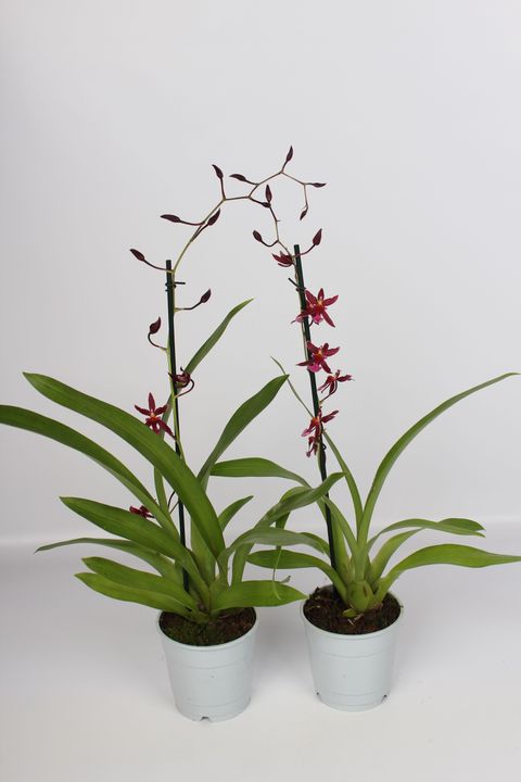 Oncidium 'Mieke von Holm'