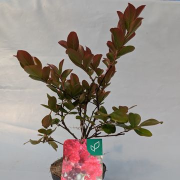 Lagerstroemia indica 'Rosea Nova'