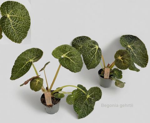 Begonia gehrtii