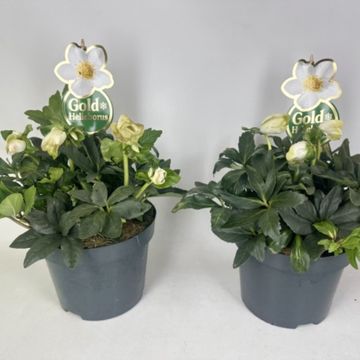 Helleborus niger HGC DIVA
