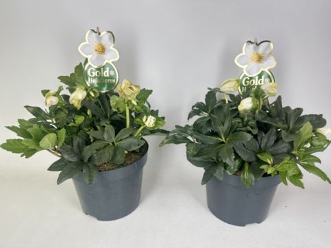 Helleborus niger HGC DIVA