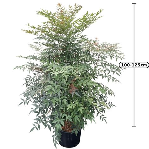 Nandina domestica