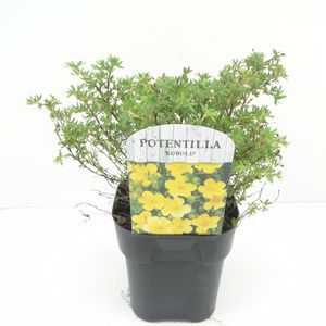 Potentilla fruticosa 'Kobold' (Hooftman boomkwekerij)