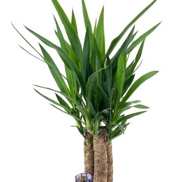 Yucca elephantipes