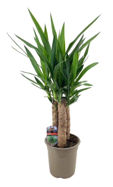 Yucca elephantipes