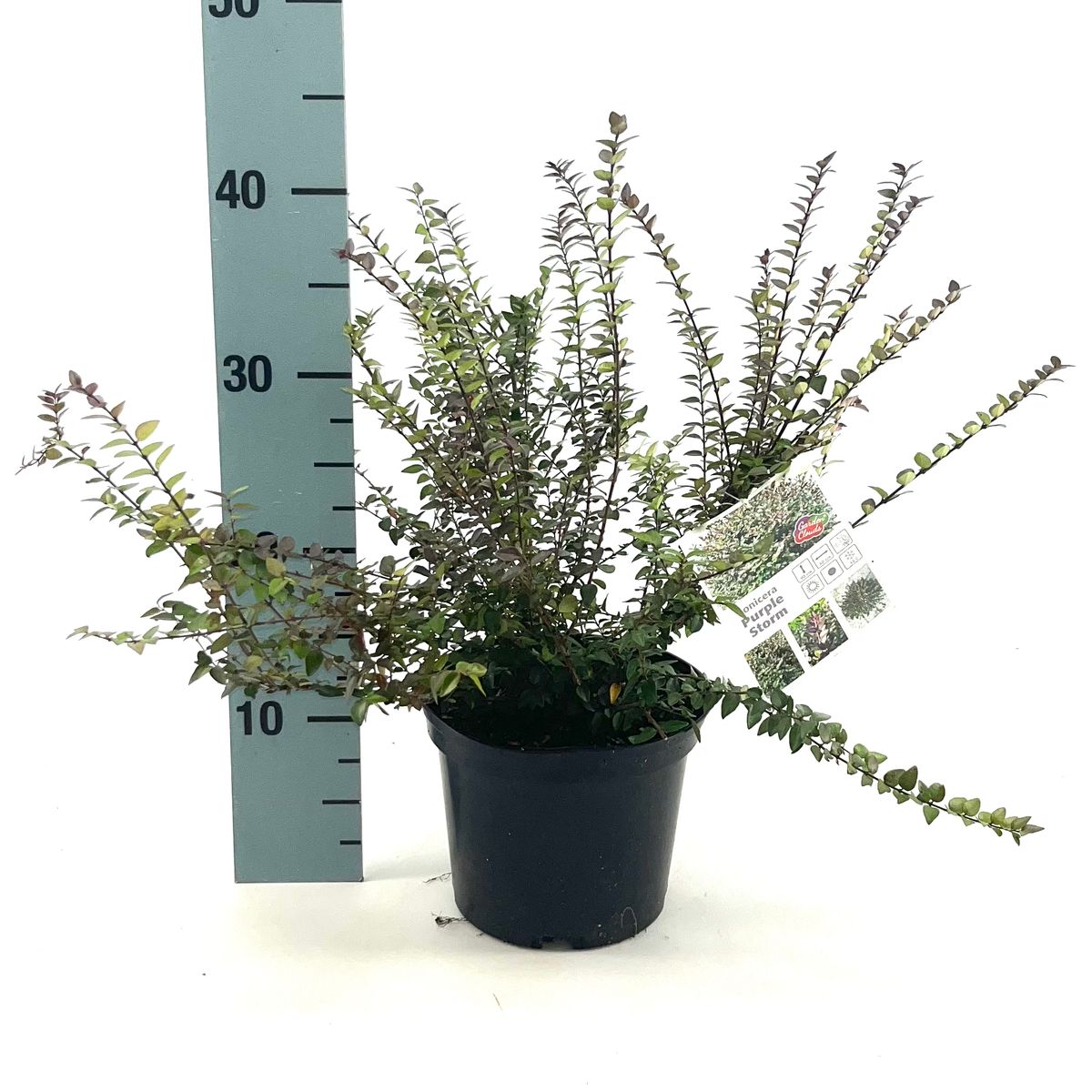 Lonicera nitida GARDEN CLOUDS PURPLE STORM  Plant Wholesale FlorAccess