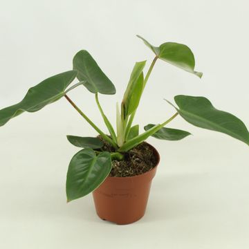 Philodendron corcovadense
