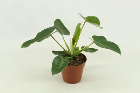 Philodendron corcovadense
