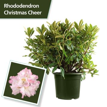 Rhododendron 'Christmas Cheer'