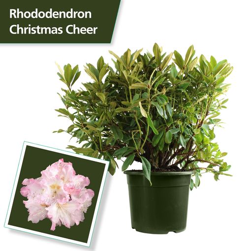 Rhododendron 'Кристмас Чир'