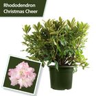 Rhododendron 'Christmas Cheer'