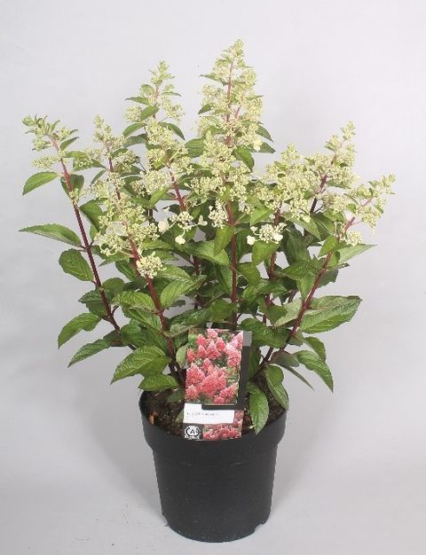 Hydrangea paniculata MAGICAL CANDLE