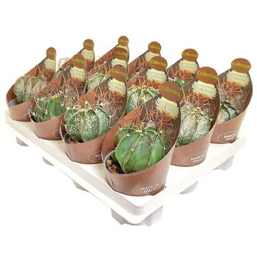 Astrophytum capricorne