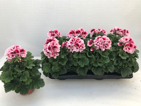 Pelargonium grandiflorum