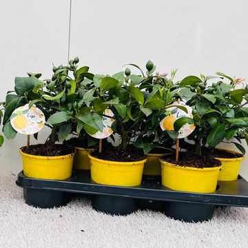 Citrus x meyeri 'Meyer'