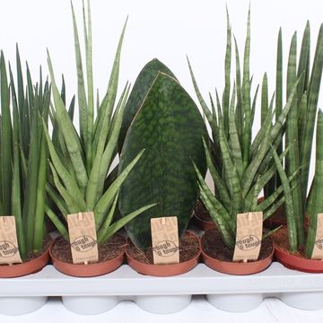 Sansevieria MIX