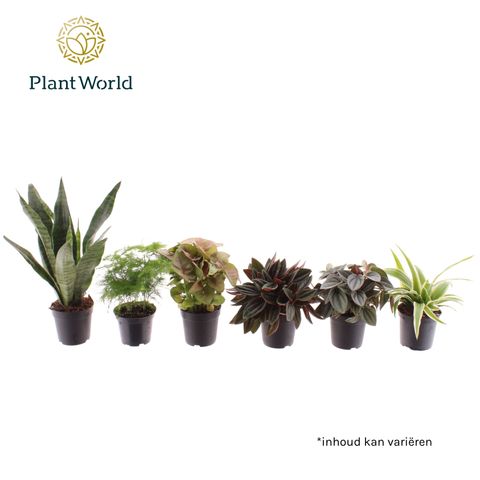 Piante da interno MIX