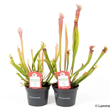 Sarracenia 'Stevensii'