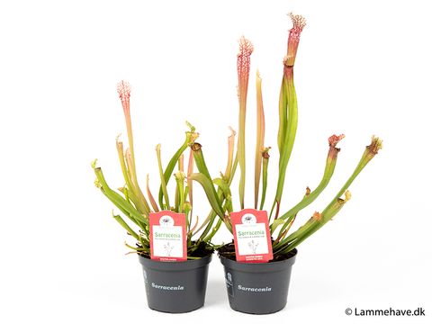 Sarracenia 'Stevensii'