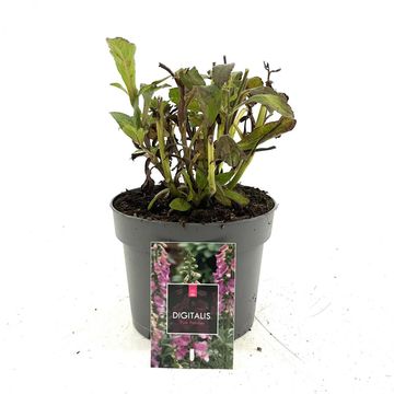 Digitalis 'Panther'
