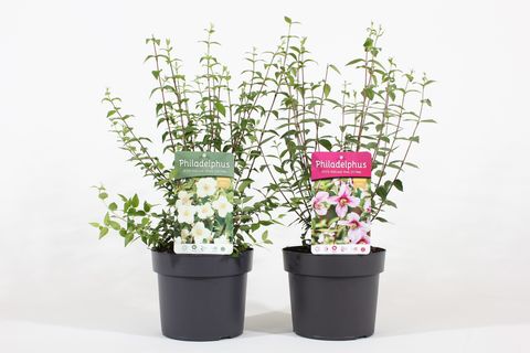 Philadelphus coronarius PETITE PERFUME MIX