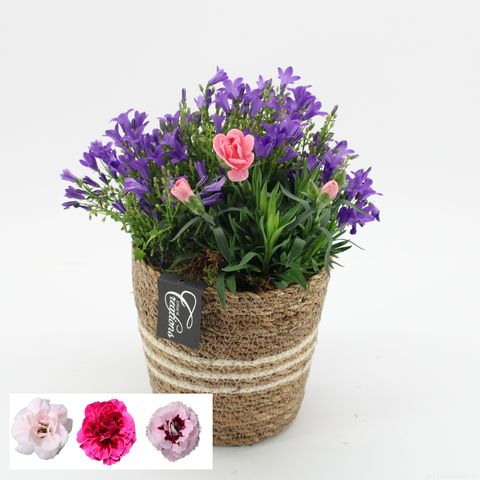 Arrangement Campanula