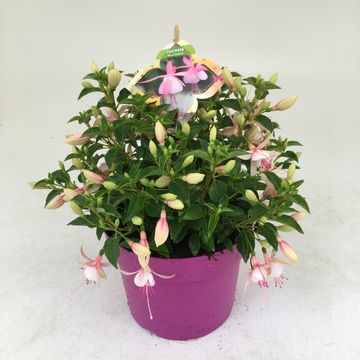 Fuchsia 'Lady Thumb'