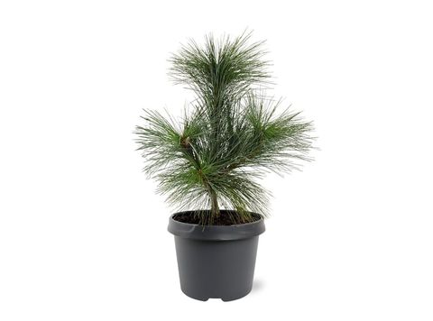 Pinus x schwerinii 'Wiethorst'