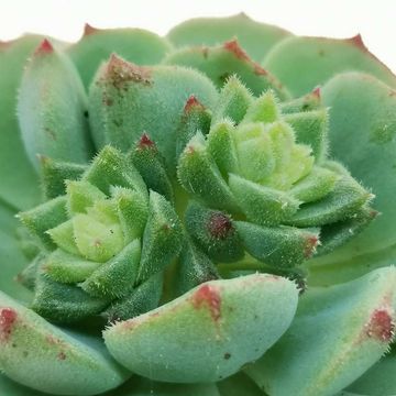 Echeveria 'Kircheriana'