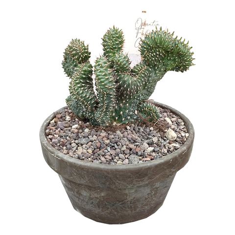 Cylindropuntia fulgida cristata