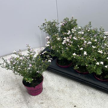 Boronia anemonifolia 'Pink Star'