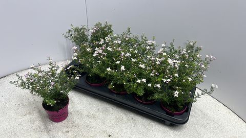 Boronia anemonifolia 'Pink Star'