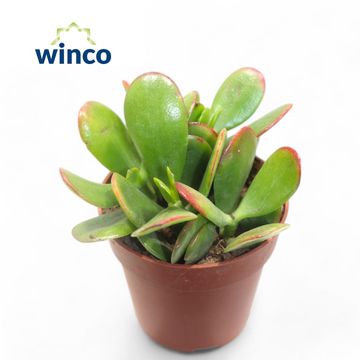 Crassula ovata 'Sunset'