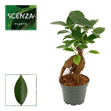 Ficus microcarpa 'Ginseng'