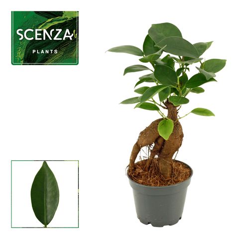 Ficus microcarpa 'Ginseng'