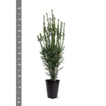 Taxus x media 'Hillii'