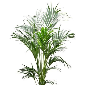 Howea forsteriana