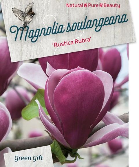 Magnolia x soulangeana 'Rustica Rubra'