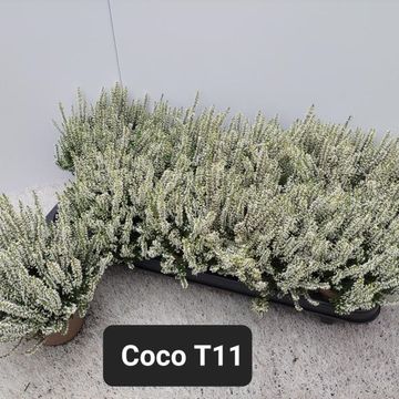 Calluna vulgaris GARDEN GIRLS COCO