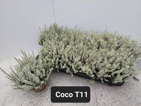 Calluna vulgaris GARDEN GIRLS COCO