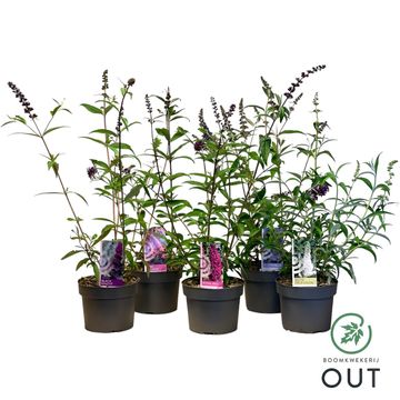 Buddleja davidii MIX