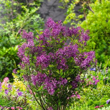 Syringa BLOOMERANG DARK PURPLE