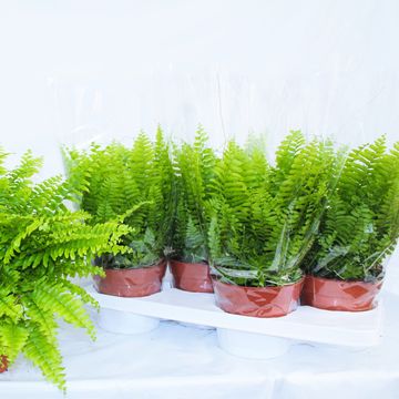 Nephrolepis exaltata 'Bostoniensis'