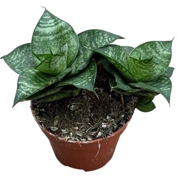 Sansevieria 'Ehrendel'